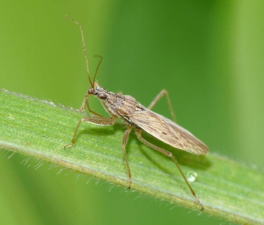 Nabidae: Nabis cf punctatus della Toscana (LI)